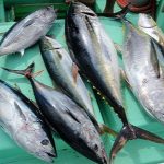 Cá Ngừ Đại Dương