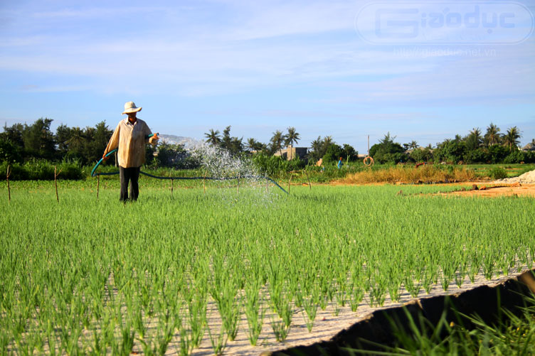 Rẫy tỏi lý sơn