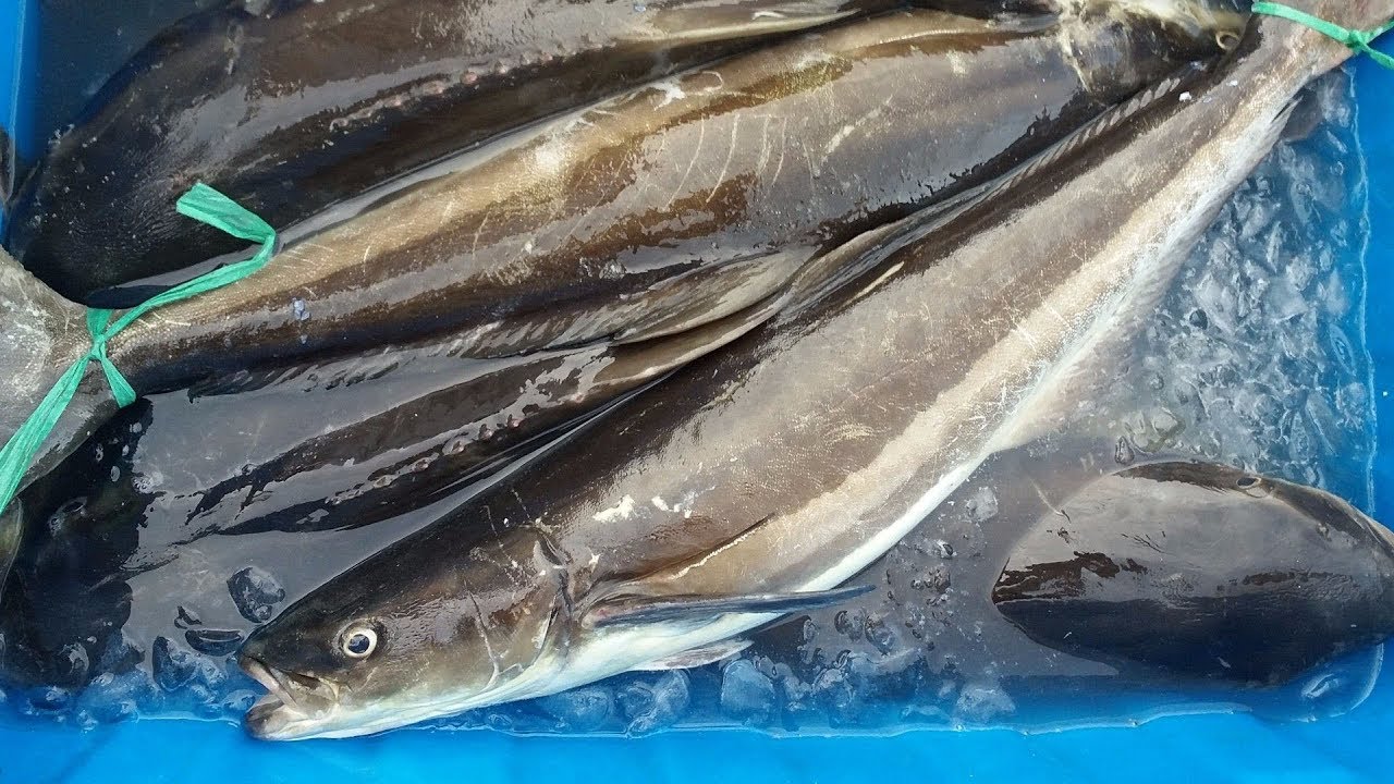Cá Bớp Nguyên Con