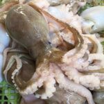 bạch tuột lý sơn